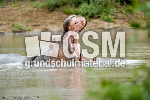 Flusspferd (78 von 104).jpg